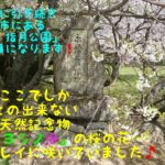 今回も前回に引き続き山口県萩市にある「萩城跡 指月公園」を訪ねた日の記事になります。山口県の天然記念物にもなっている日本でここにしかない１本の「ミドリヨシノ」の桜が今年も見事に咲いていました！「桜の名所」だけあって500本余りある「ソメイヨシノ」も圧巻ですよ♪ぜひ読んでみて下さい！