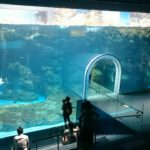 「水の世界を旅しよう！」人気の水族館、海響館（下関市立しものせき水族館）に行って来ました。